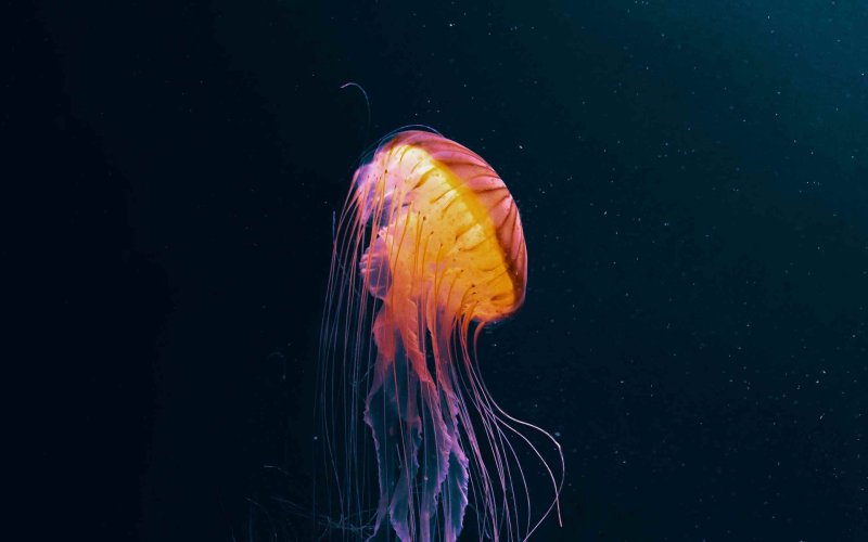 Медуза Сердцевидка