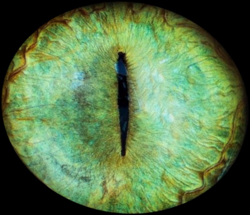 Зрачок глаза