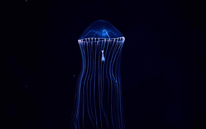 Медузы 4к