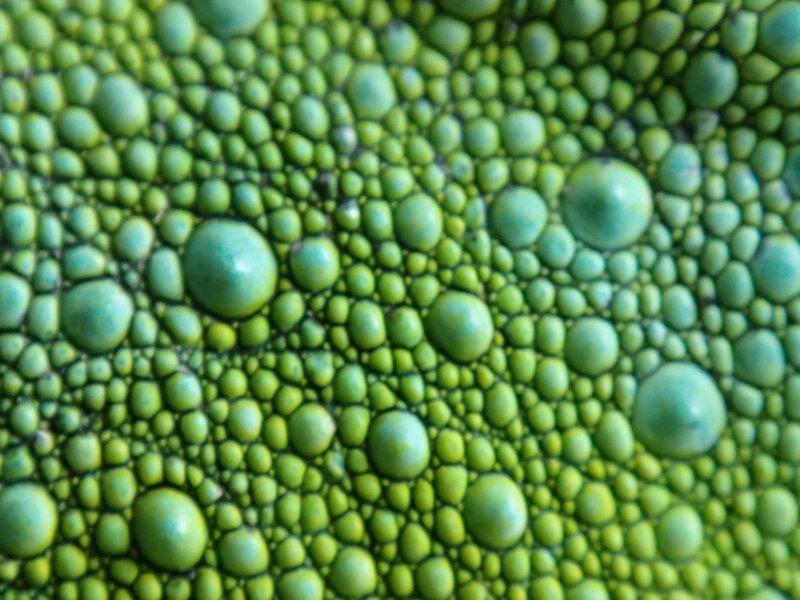 Кожа хамелеона