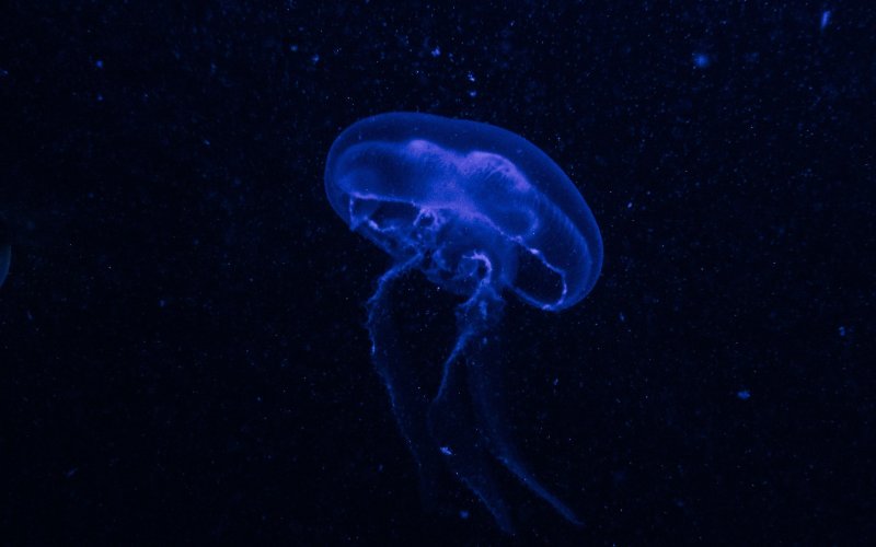 Гидроидные медузы