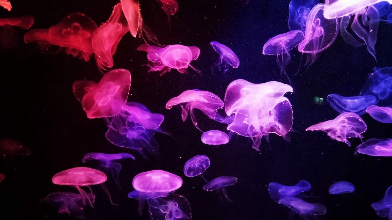 Медузы обои