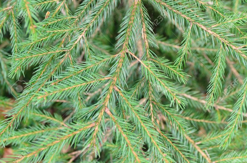 Хвоинки елки