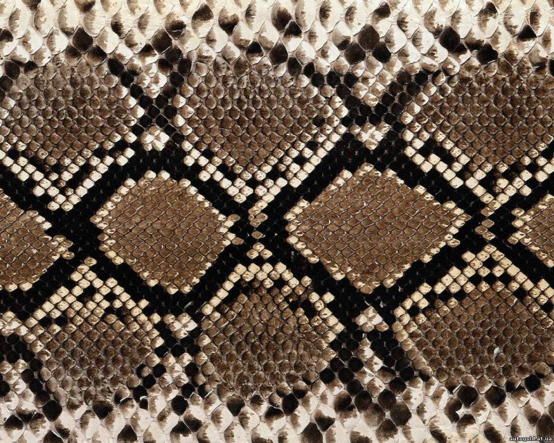 Змеиная кожа питон