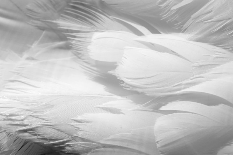 Перья текстура