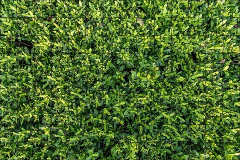 Зеленые кусты