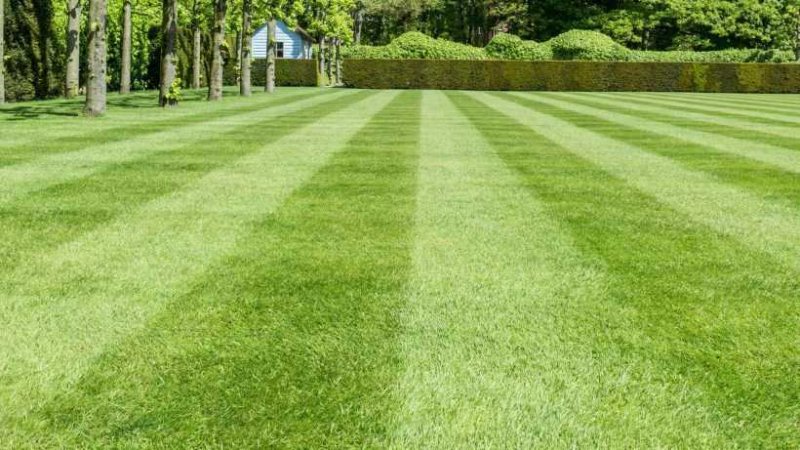 Рулонный газон