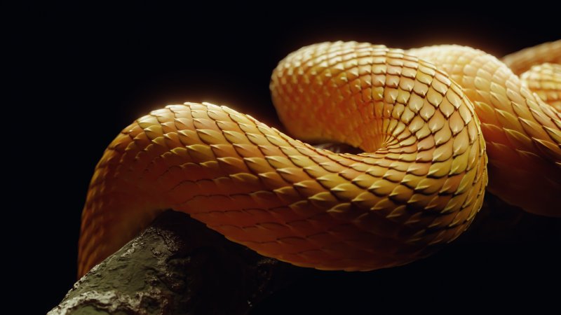 Черная гадюка чешуя