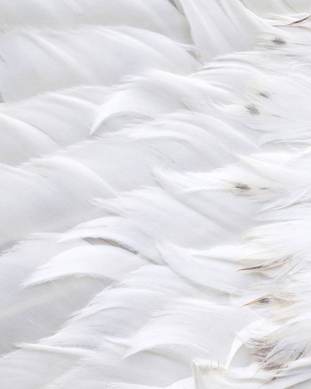 Перо на белом фоне