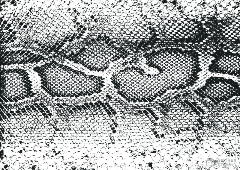 Змеиная чешуя Альфа