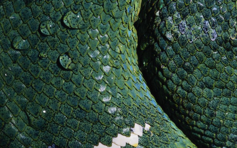 Чешуя пресмыкающихся