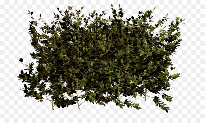 Куст сверху