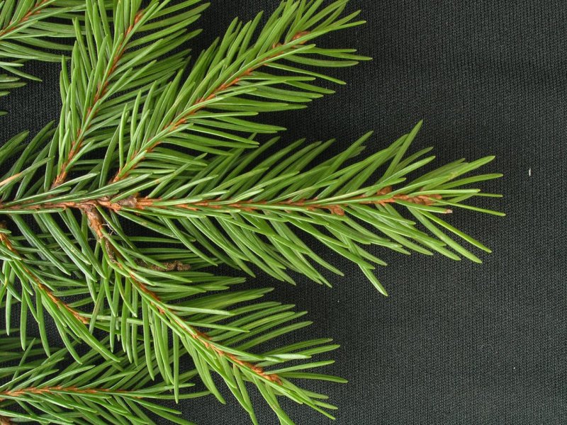 Ель обыкновенная хвоинки