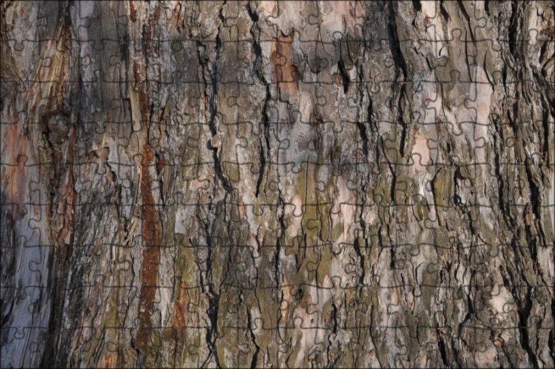 Текстура коры сосны