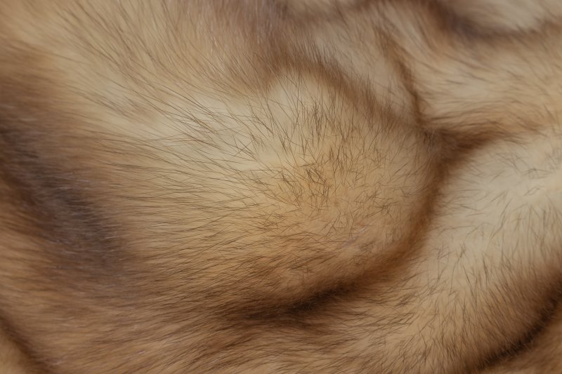 Натуральный мех соболя