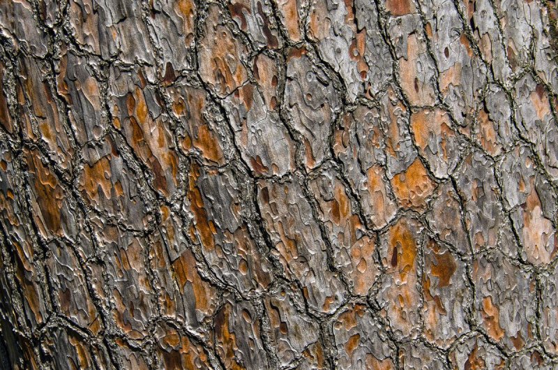 Кедр Сибирский кора