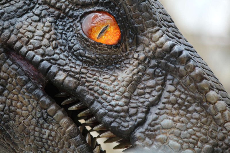 Глаз рептилии