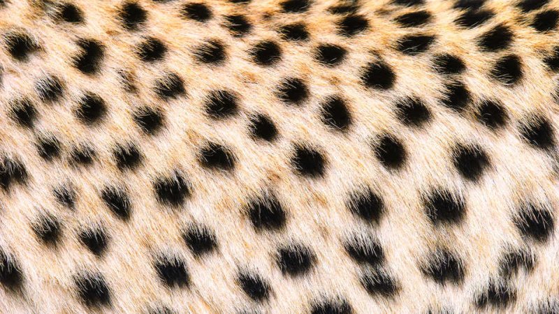 Шкура гепарда