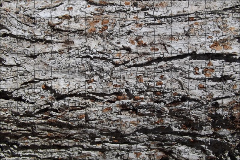 Текстура древесной коры