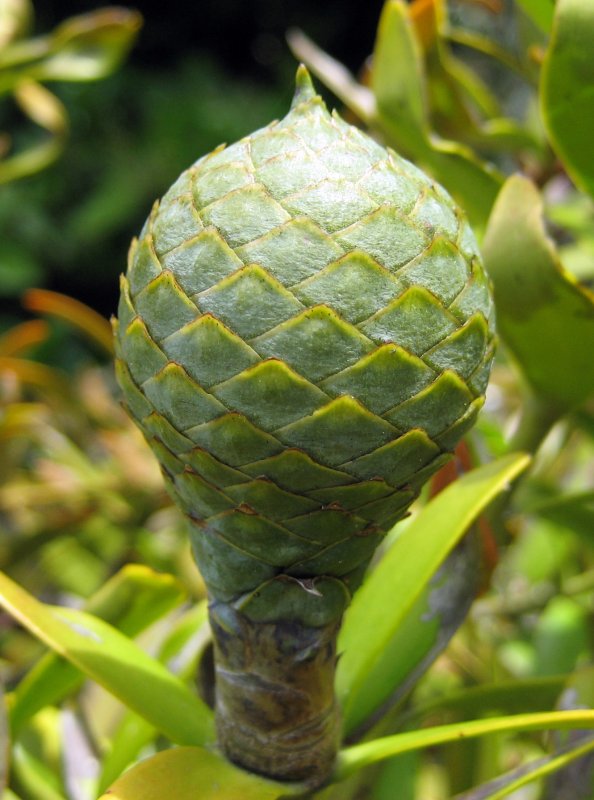 Агатис дерево