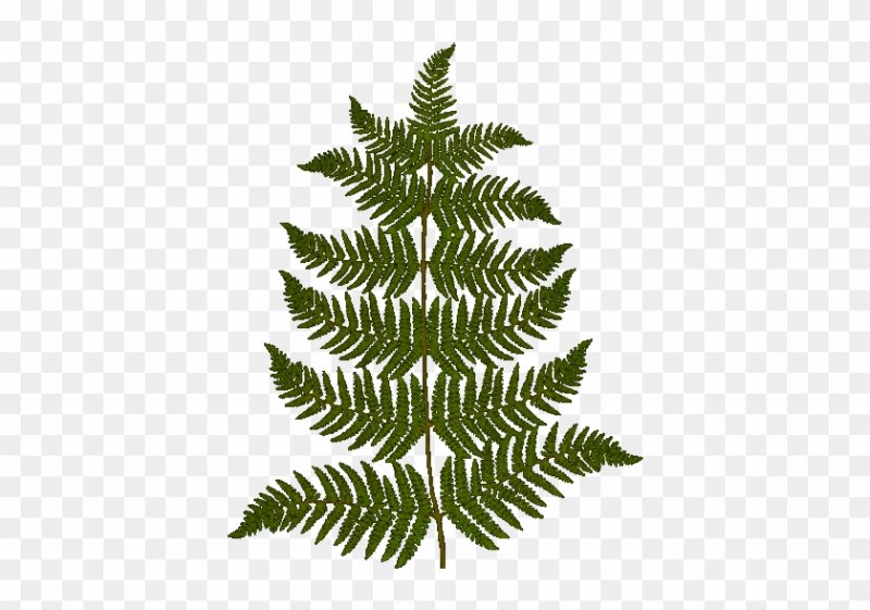 Лист папоротника