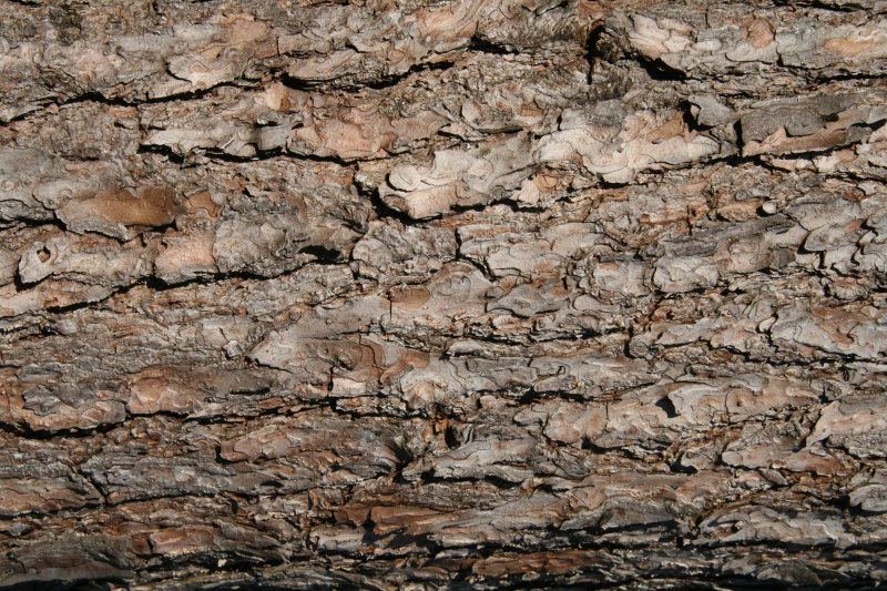 Кора дуба текстура