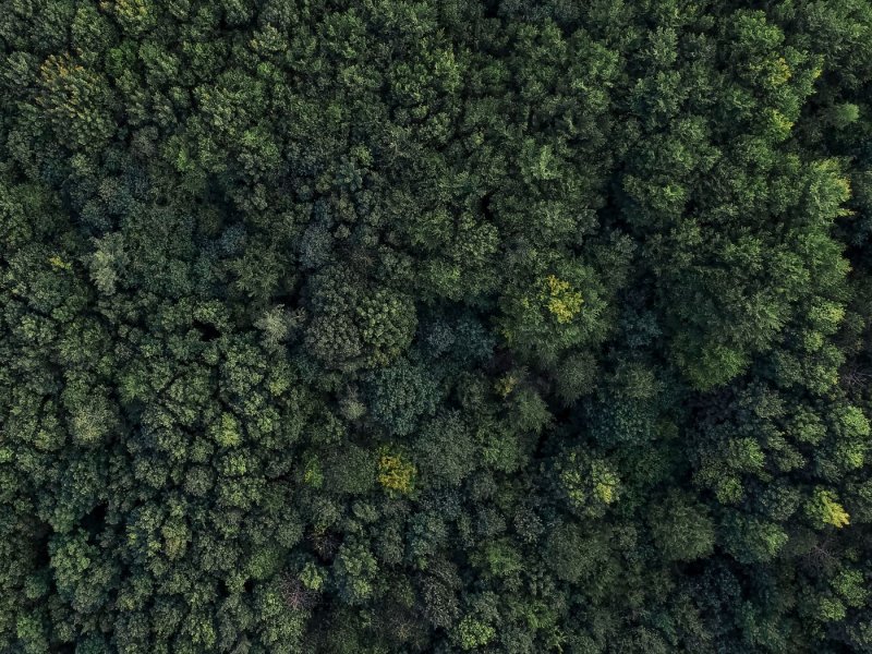 Деревья сверху