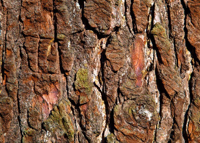 Фактура коры