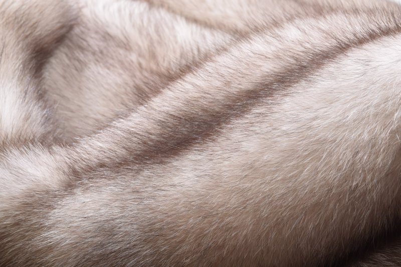 Вуалевый песец