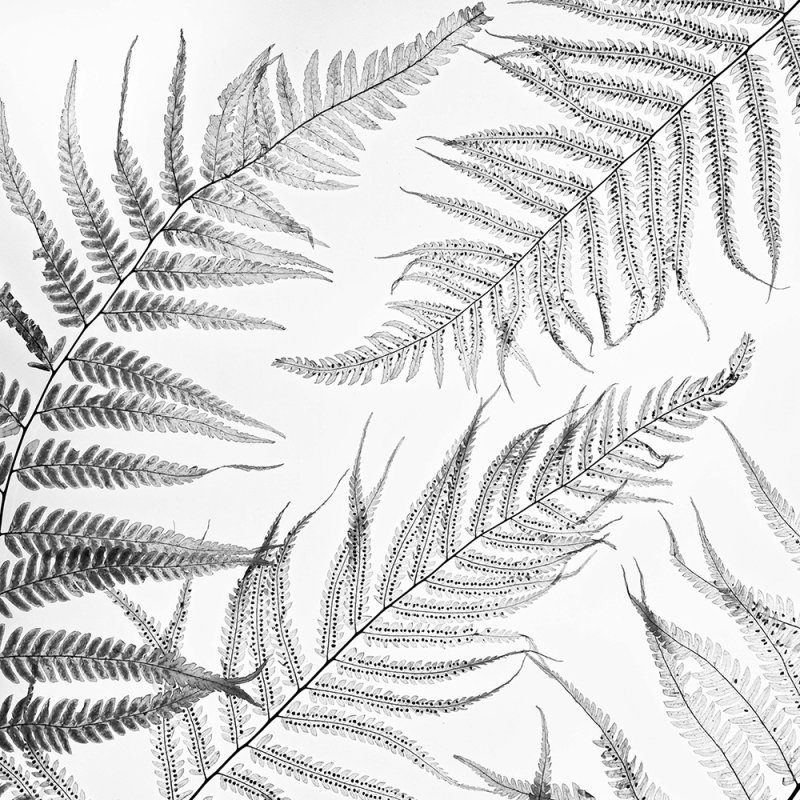 Веточка папоротника