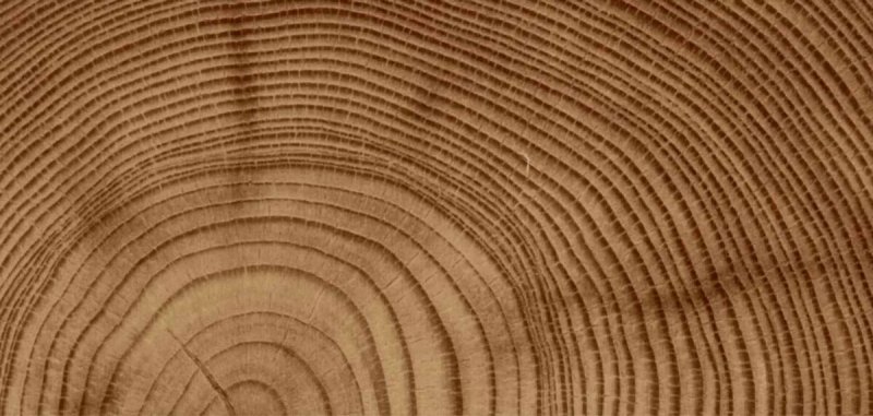 Тангенциальный шпон дуба