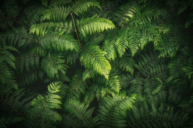 Золотой папоротник монстера