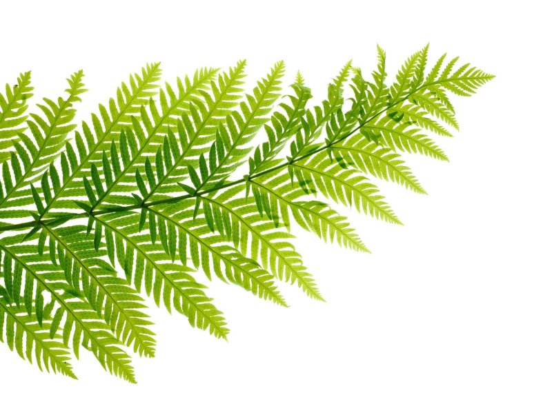 Папоротник Сворд Ферн