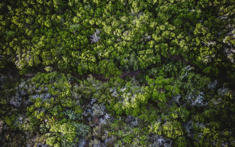 Лес вид сверху