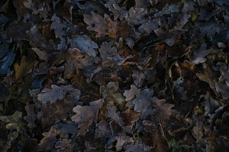 Пожухлый лист