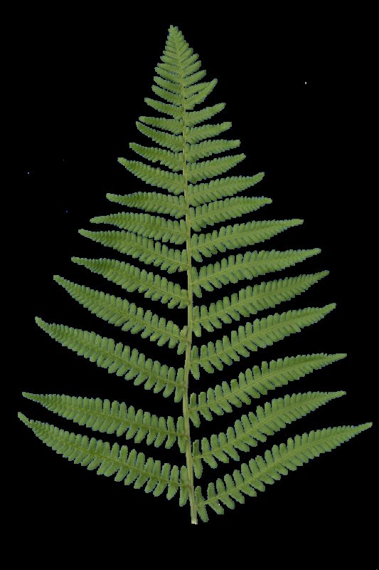 Лист папоротника