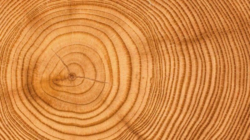 Срез дерева