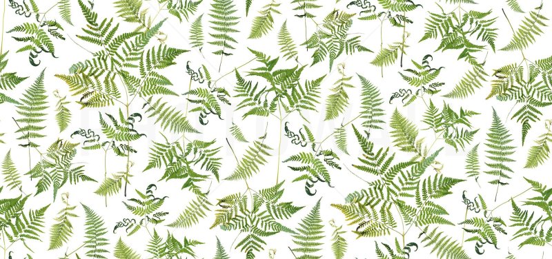 Папоротник фон