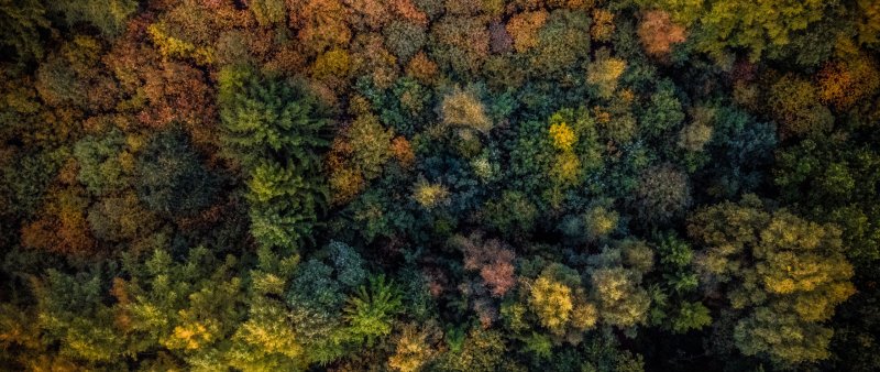 Деревья вид сверху