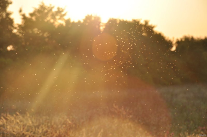 Солнечные блики