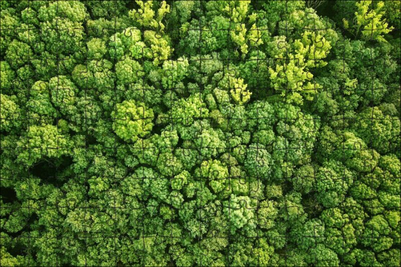 Лес сверху