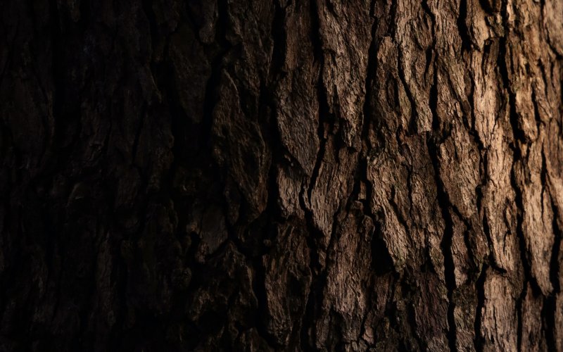 Коричневое дерево