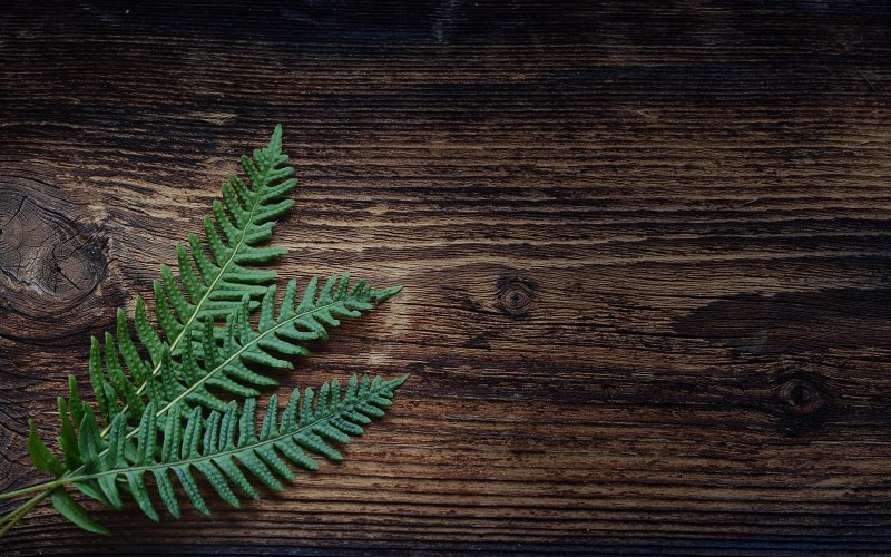 Лист папоротника