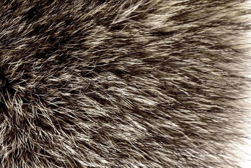 Текстура шерсти