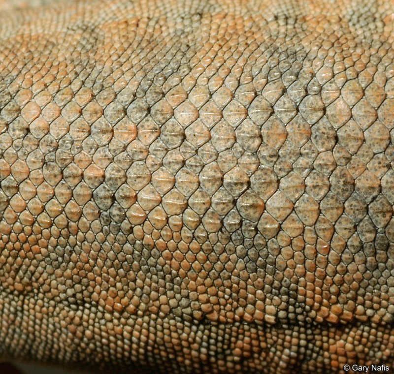 Чешуя варана