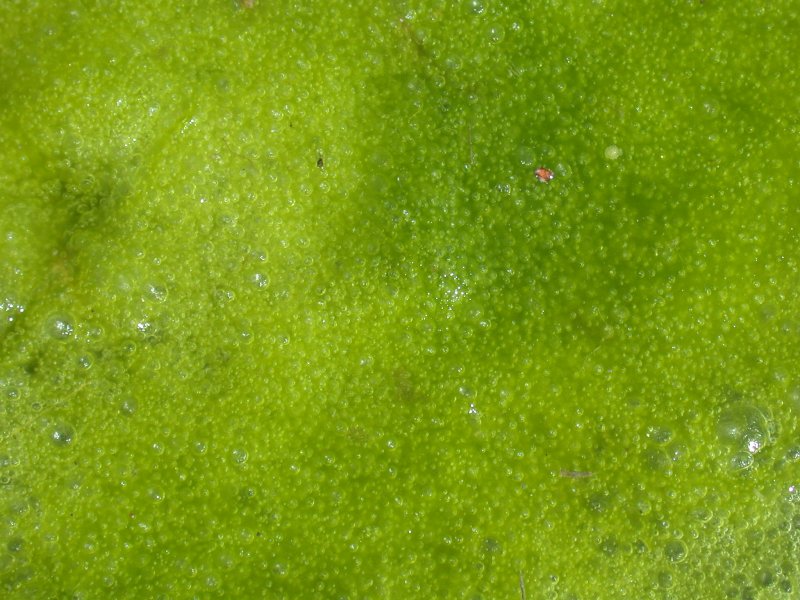 Водоросли текстура