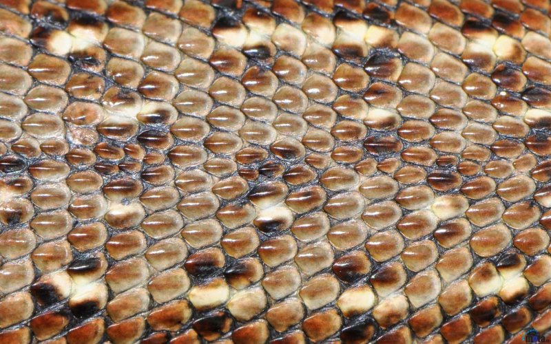 Чешуя варана