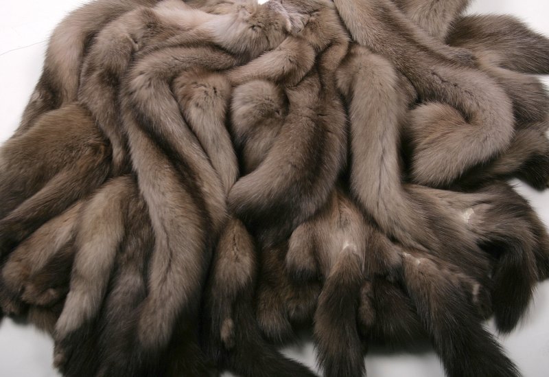 Баргузинский Соболь мех