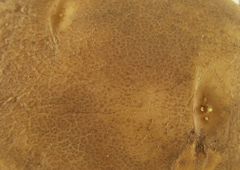 Текстура кожуры картошки