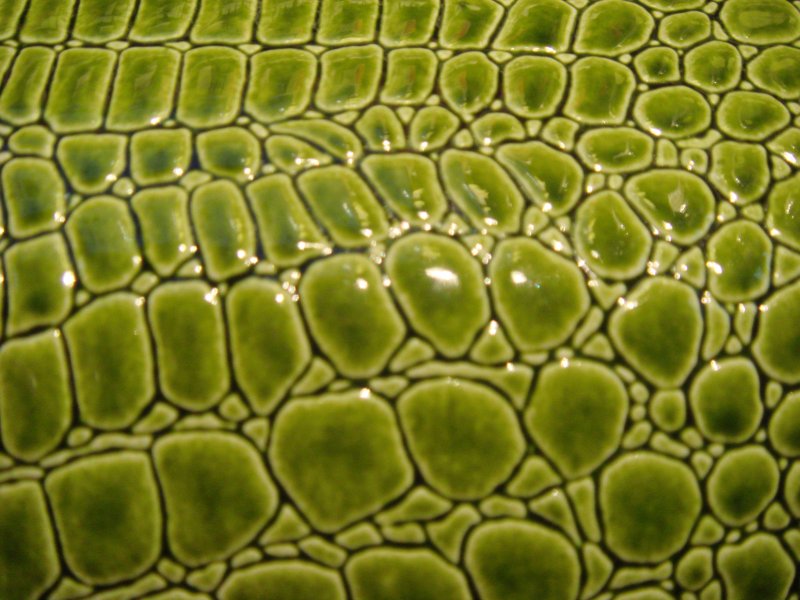 Кожа рептилий